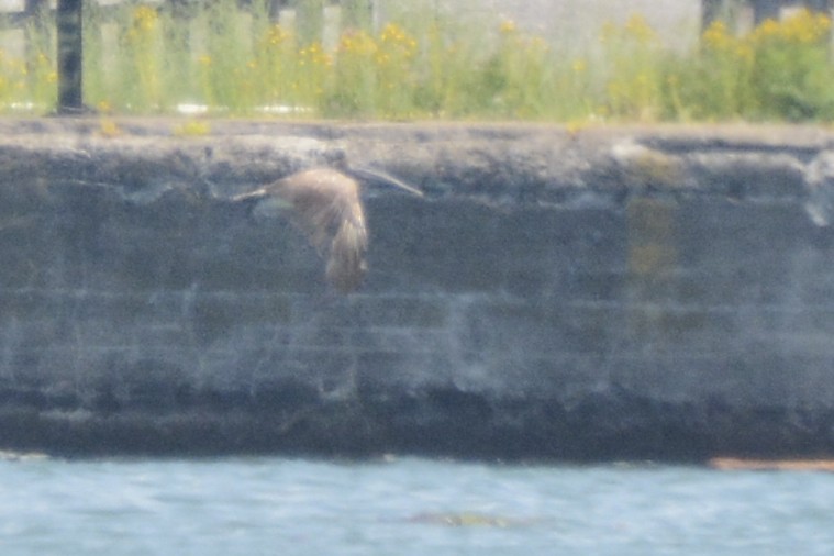 Brown Pelican - ML638402019