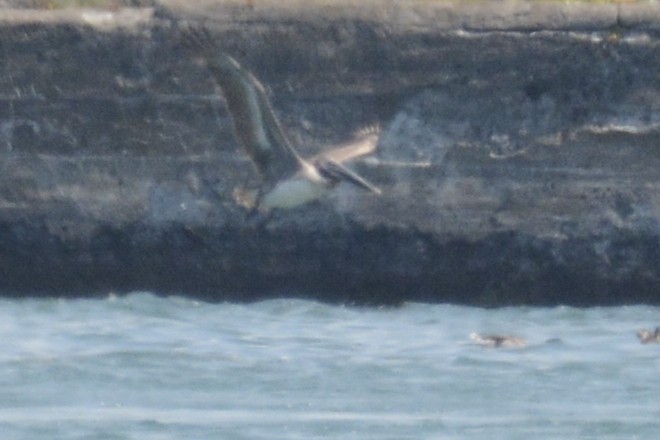 Brown Pelican - ML638402020