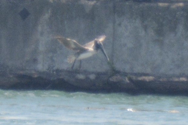 Brown Pelican - ML638402021