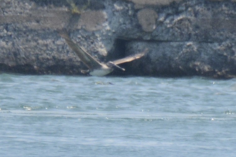 Brown Pelican - ML638402022