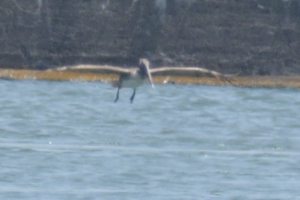 Brown Pelican - ML638402023