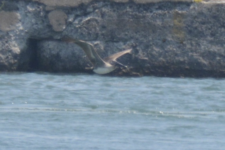 Brown Pelican - ML638402024