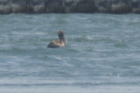 Brown Pelican - ML638402025