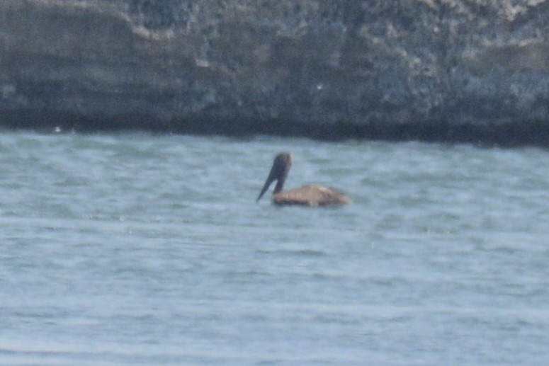 Brown Pelican - ML638402026