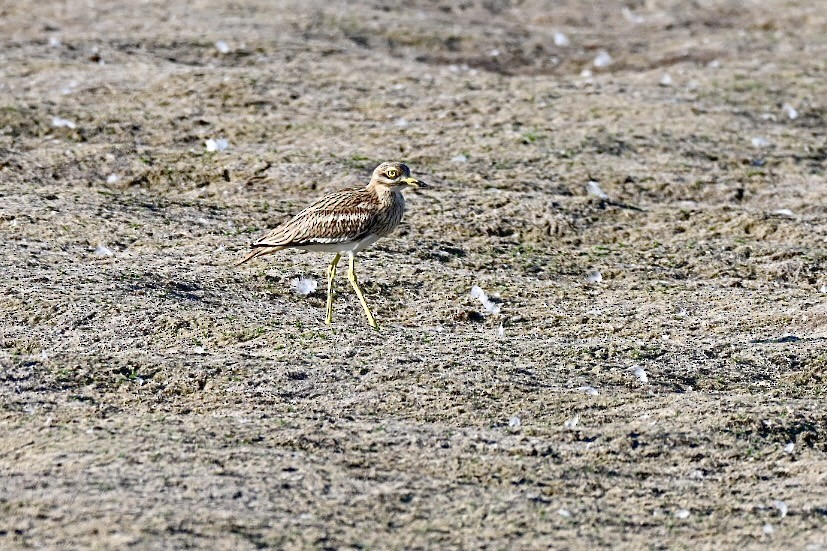 Eurasian Thick-knee - ML638402028