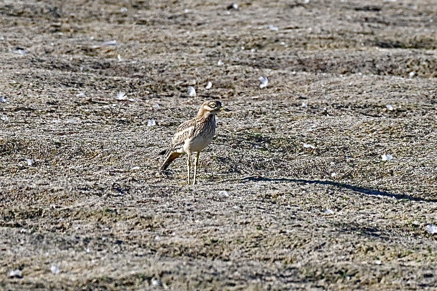 Eurasian Thick-knee - ML638402029