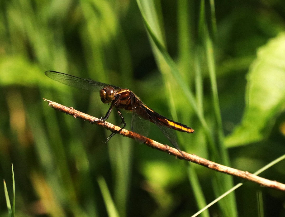 Animals - ML638402036