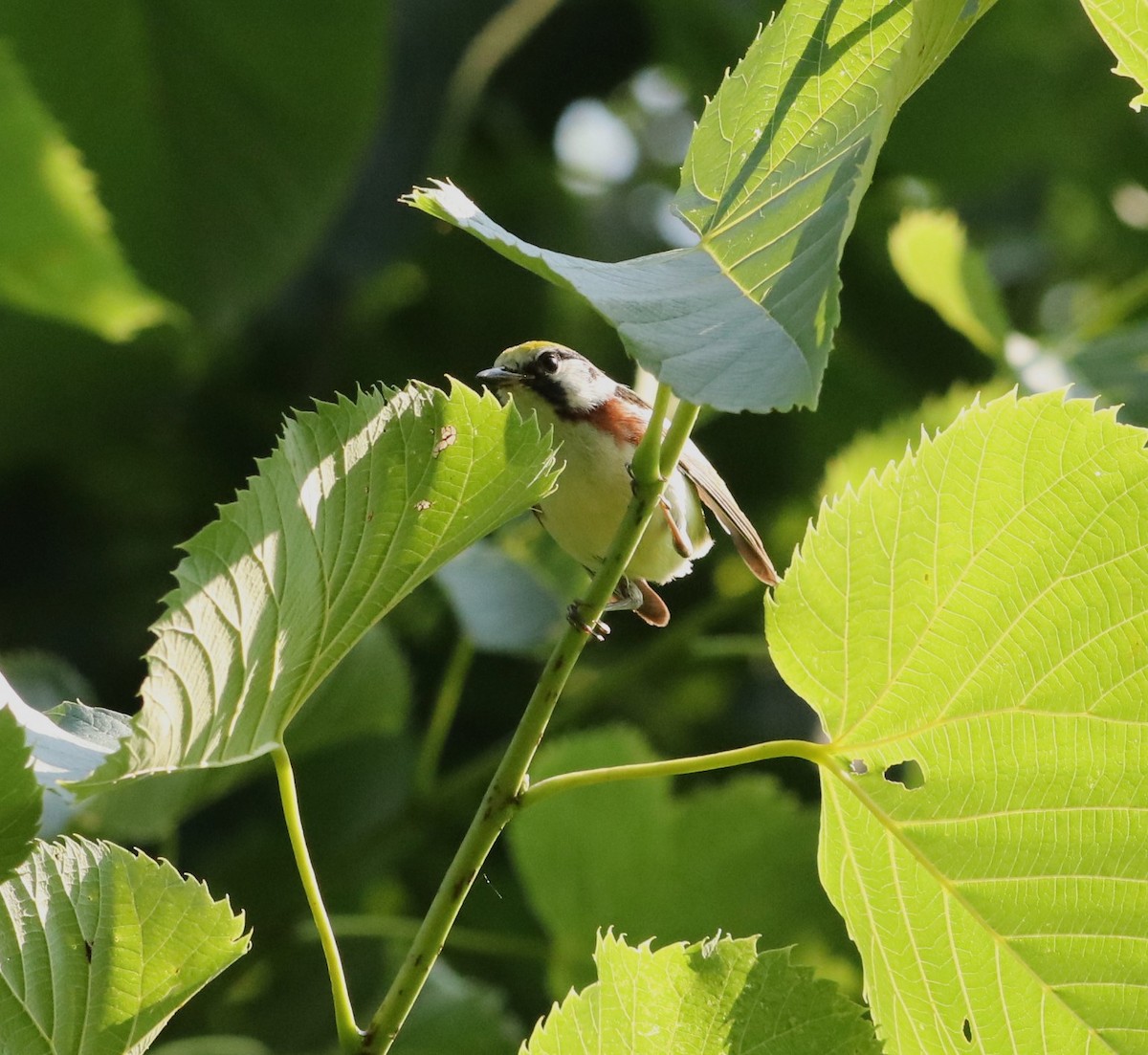 Chestnut-sided Warbler - ML638402062