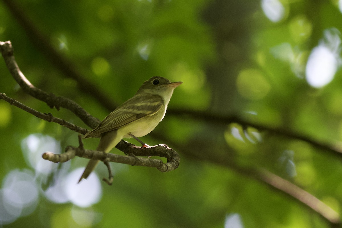 Acadian Flycatcher - ML638402071