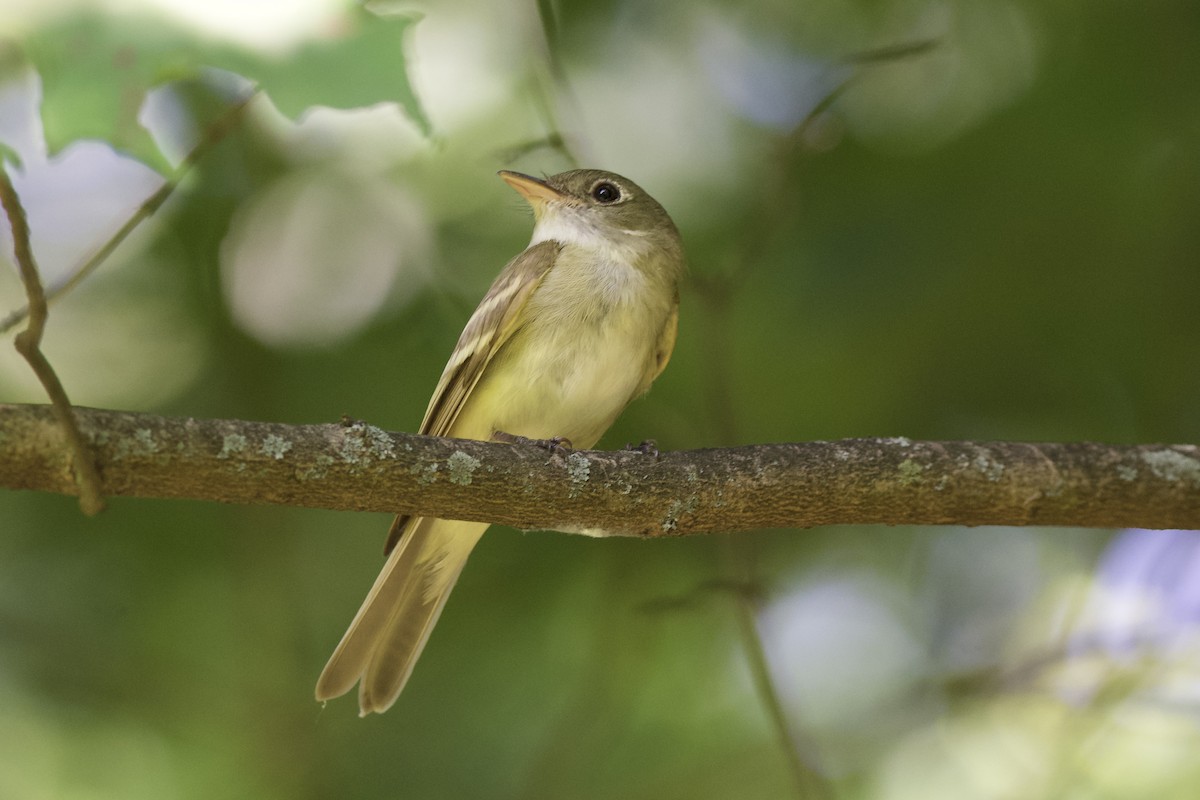 Acadian Flycatcher - ML638402072