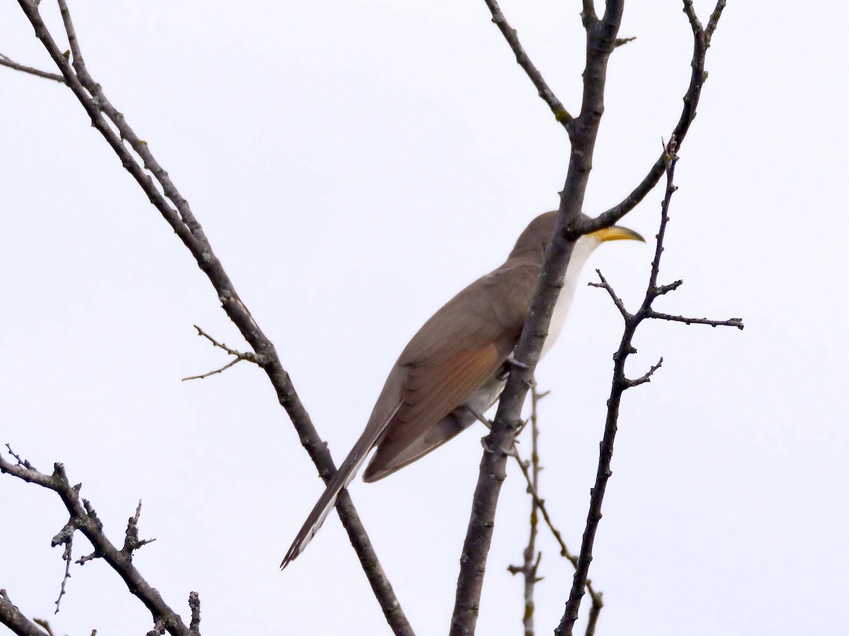Yellow-billed Cuckoo - ML638402080