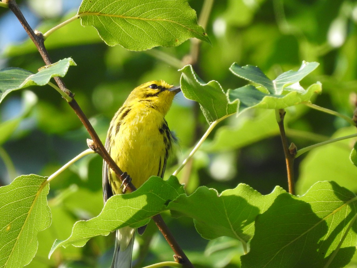 Prairie Warbler - ML638402086
