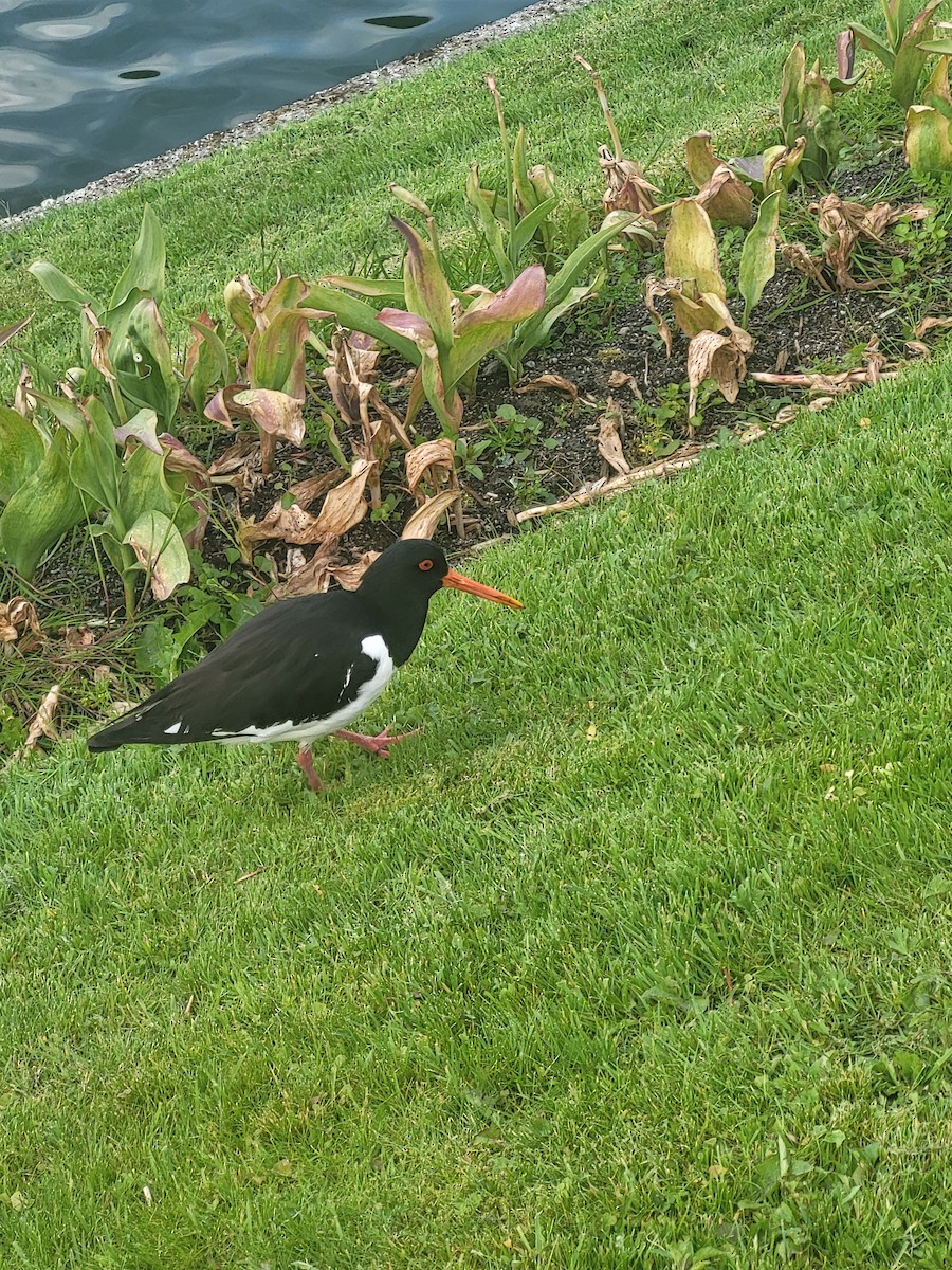 Eurasian Oystercatcher - ML638402119