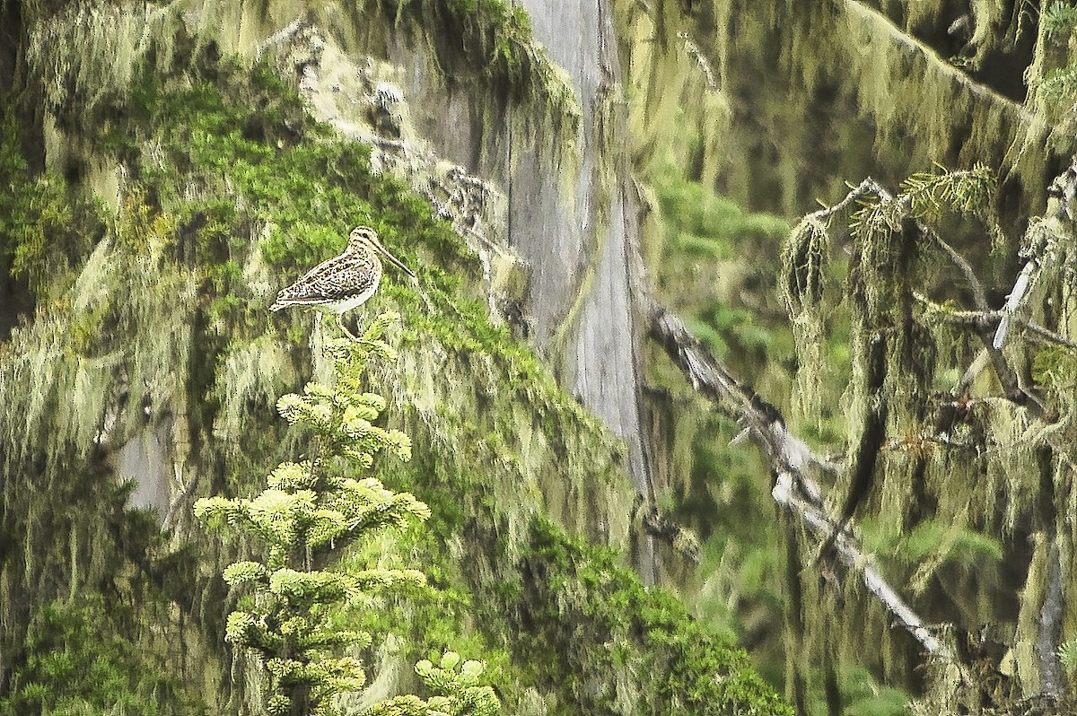 Wilson's Snipe - ML638402160