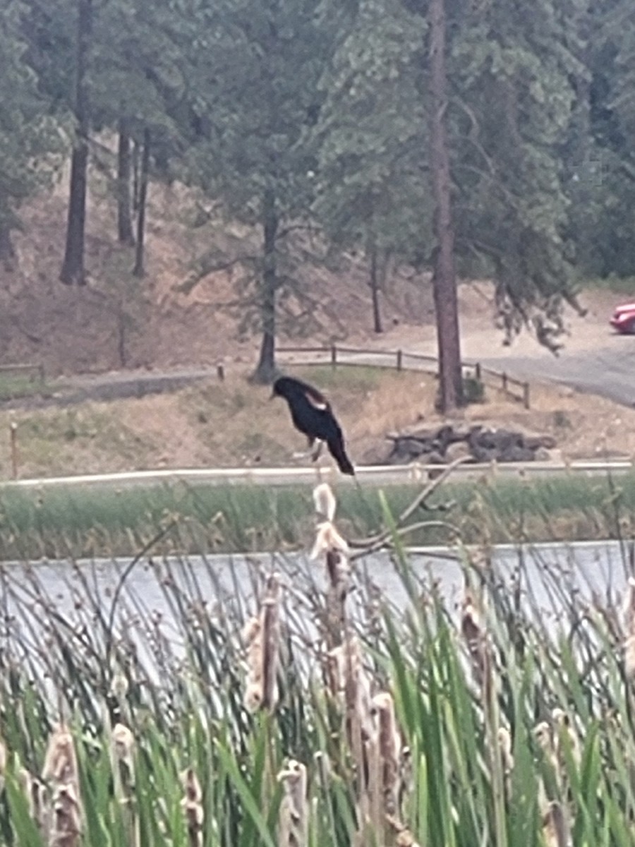 Red-winged Blackbird - ML638402174