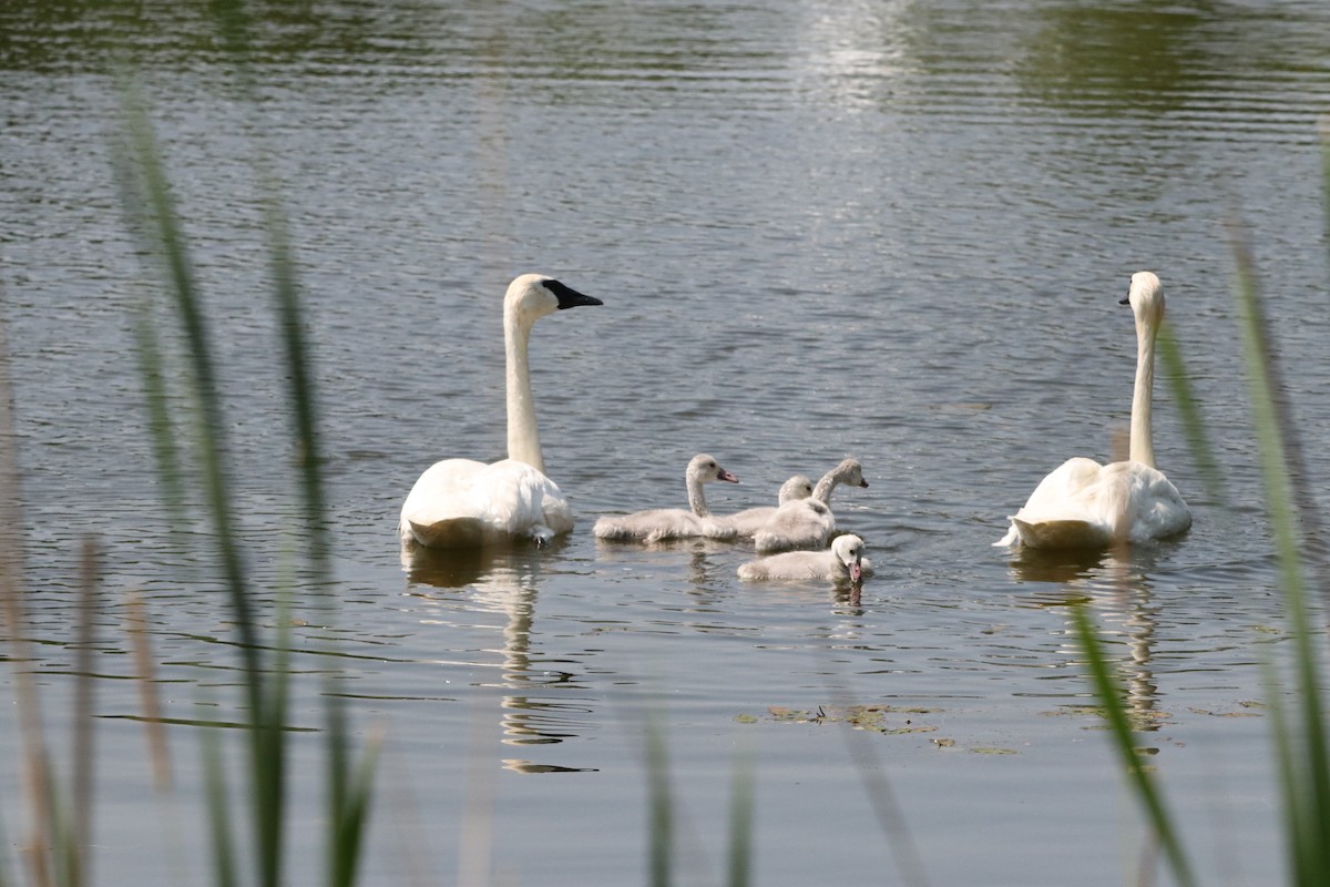 Trumpeter Swan - ML638402184
