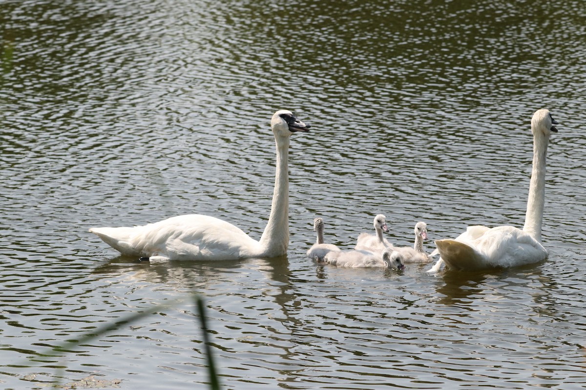 Trumpeter Swan - ML638402185
