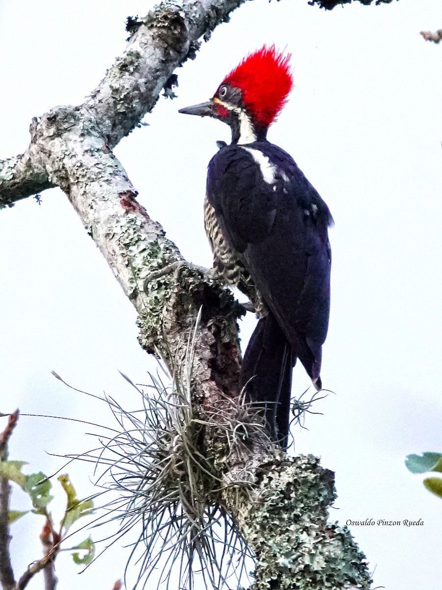 Lineated Woodpecker - ML638402200