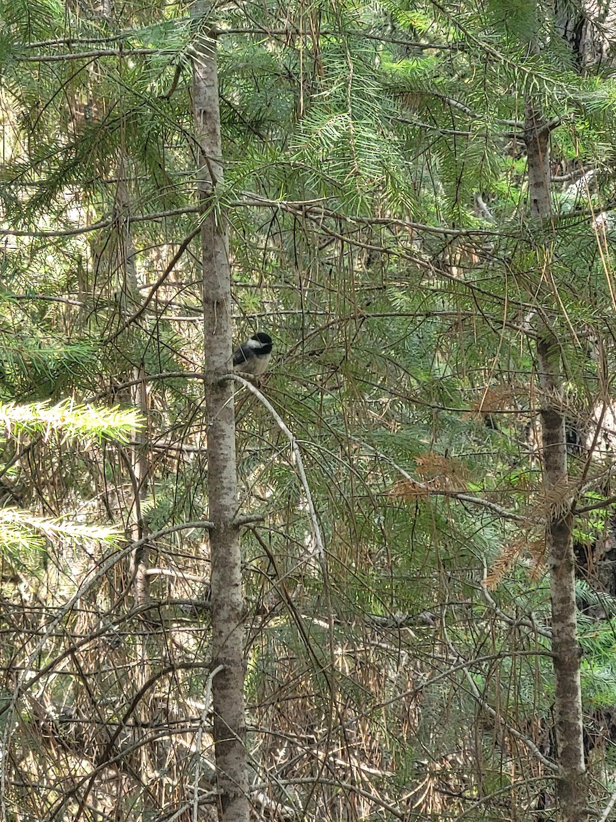 Black-capped Chickadee - ML638402218