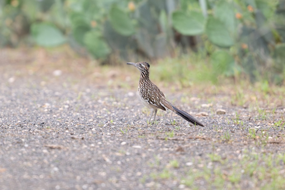 Greater Roadrunner - ML638402229