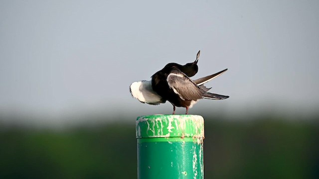 Black Tern - ML638402245