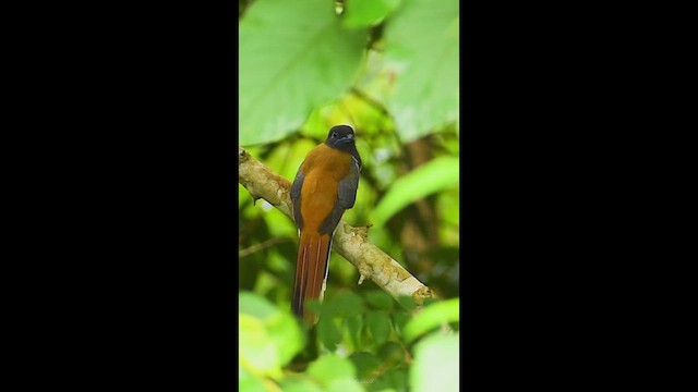Malabar Trogon - ML638402260
