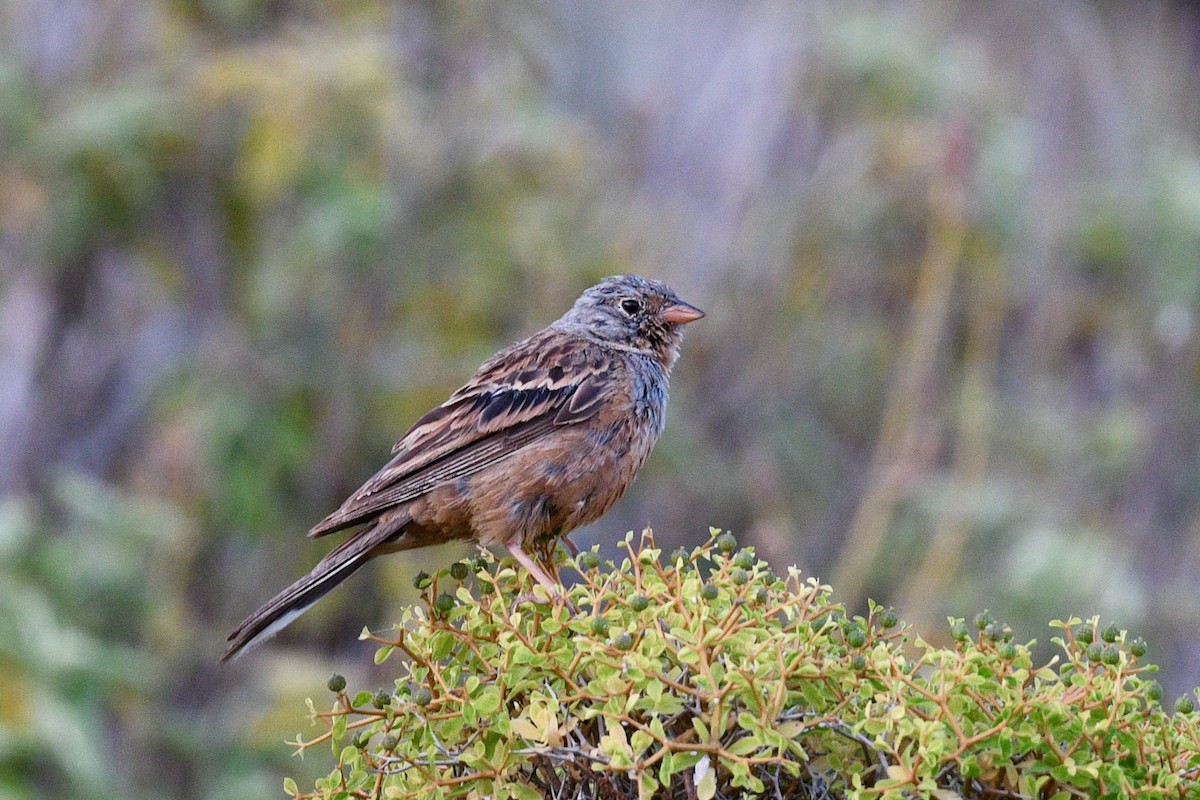 Cretzschmar's Bunting - ML638402277