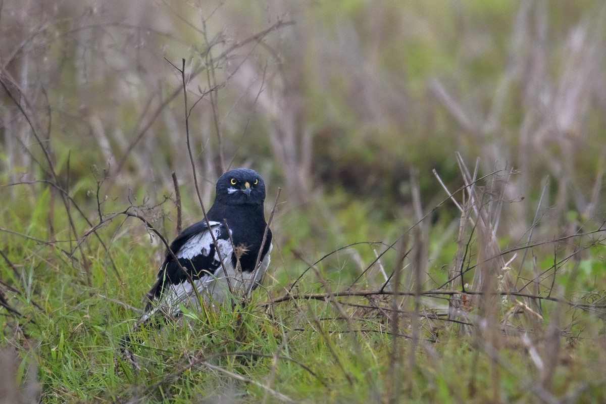 Pied Harrier - ML638402375