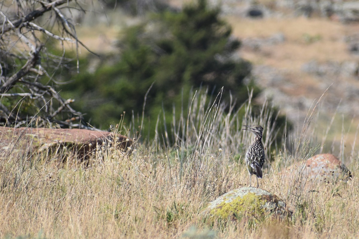 Greater Roadrunner - ML638402383
