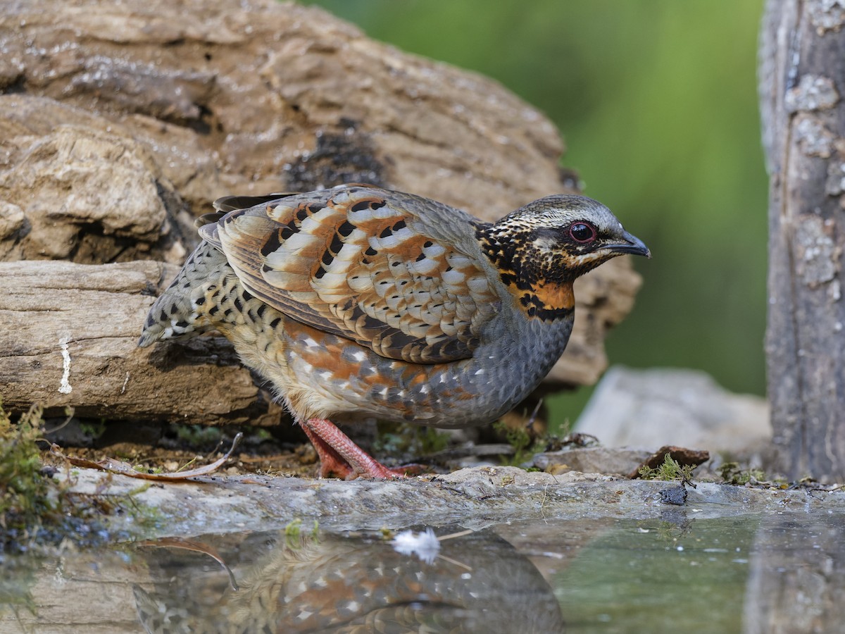 Rufous-throated Partridge - ML638402390