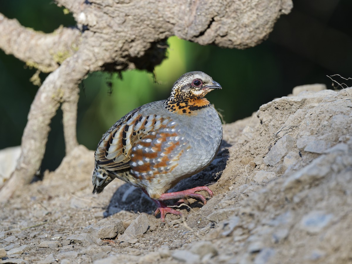 Rufous-throated Partridge - ML638402391