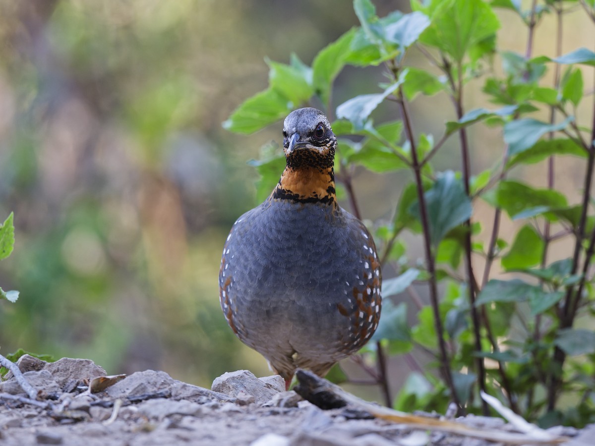 Rufous-throated Partridge - ML638402392