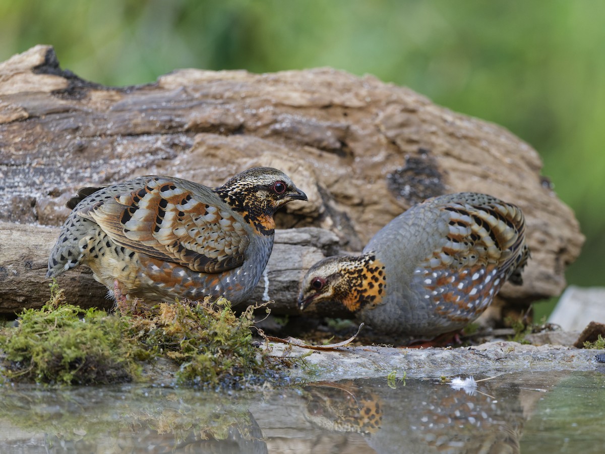 Rufous-throated Partridge - ML638402393