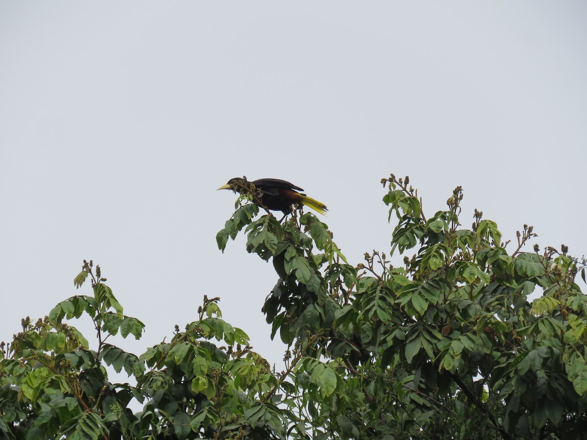 Crested Oropendola - ML638402403