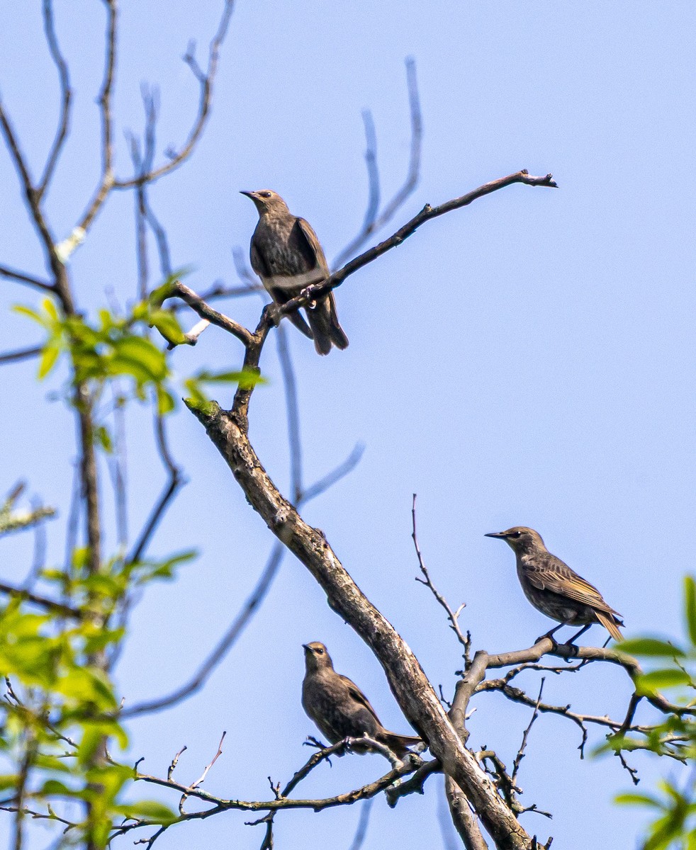 European Starling - ML638402404