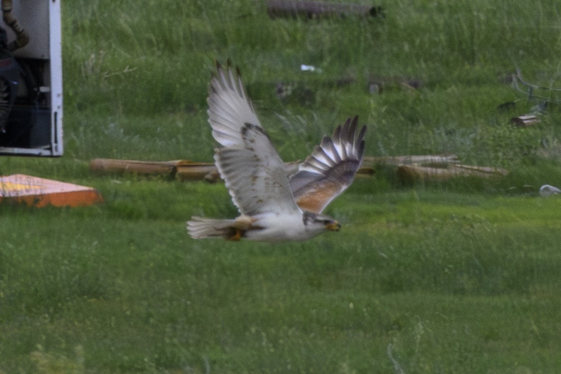 Kızılca Paçalı Şahin - ML638402417