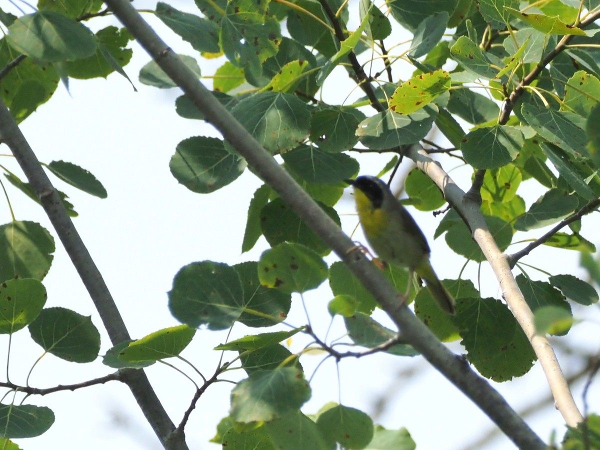 Common Yellowthroat - ML638402418