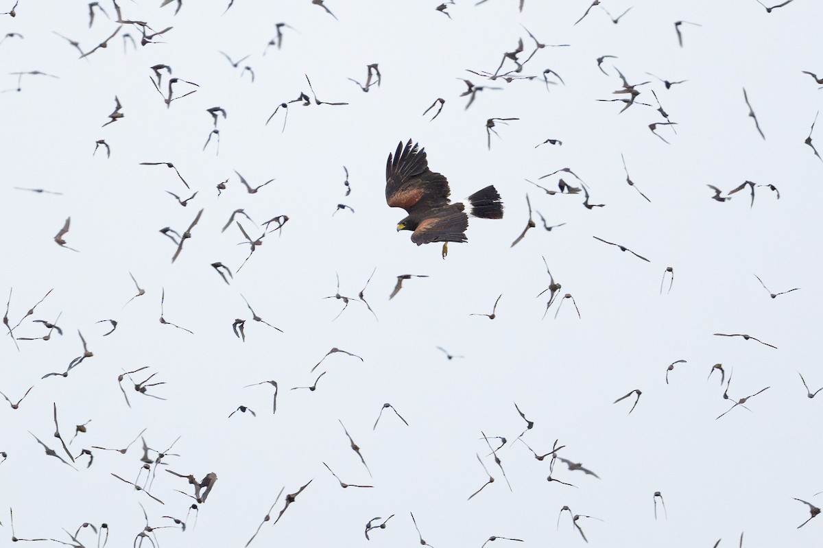 Harris's Hawk - ML638402421