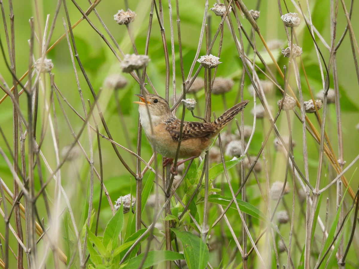 Sedge Wren - ML638402452