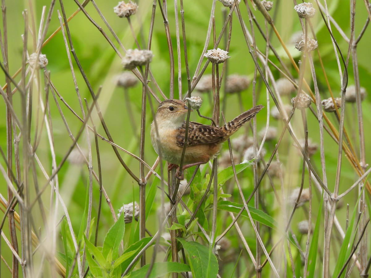 Sedge Wren - ML638402460