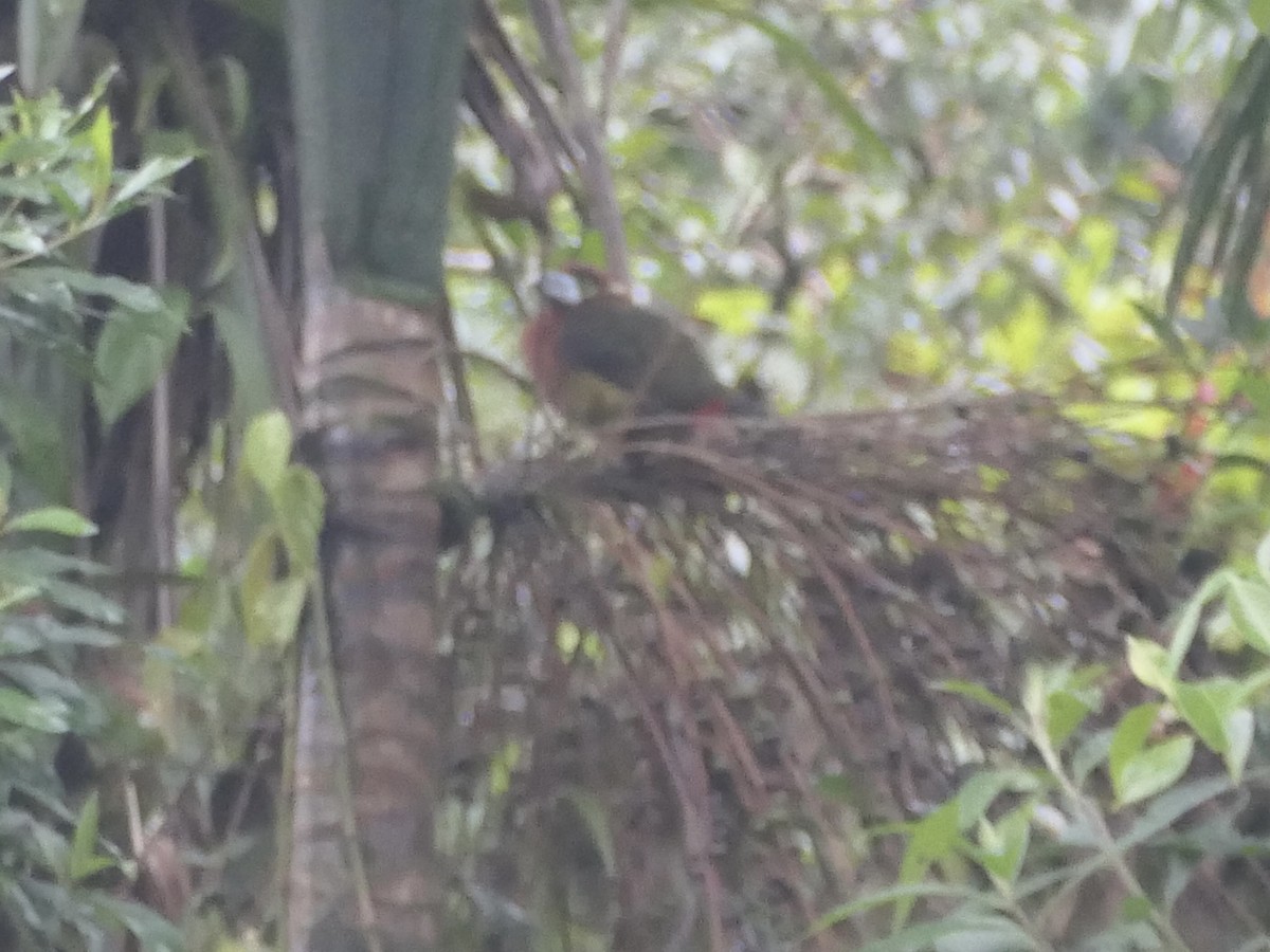Spot-billed Toucanet - ML638402496