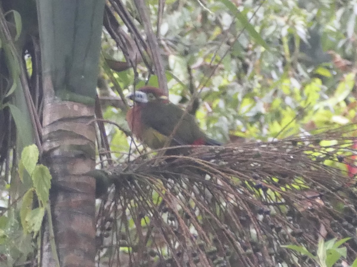 Spot-billed Toucanet - ML638402497