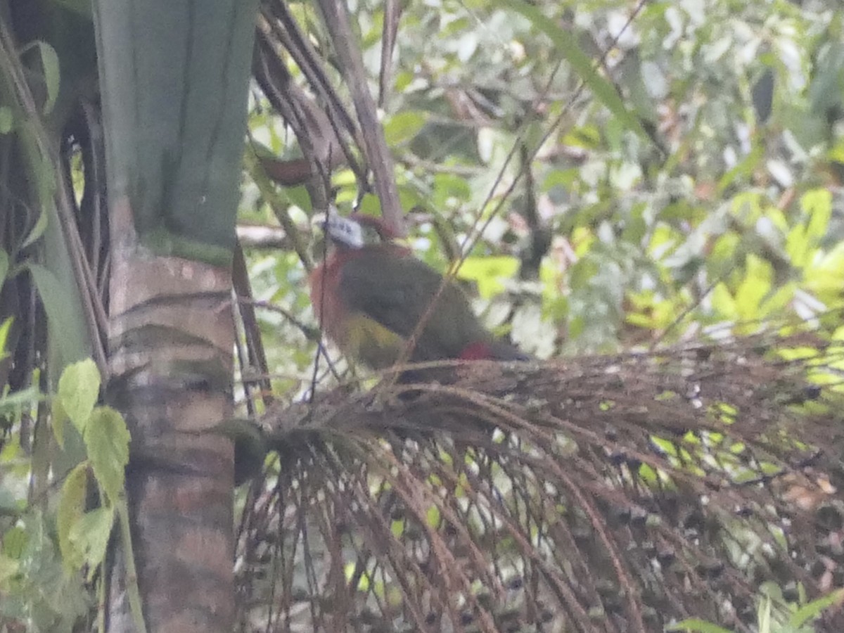 Spot-billed Toucanet - ML638402498