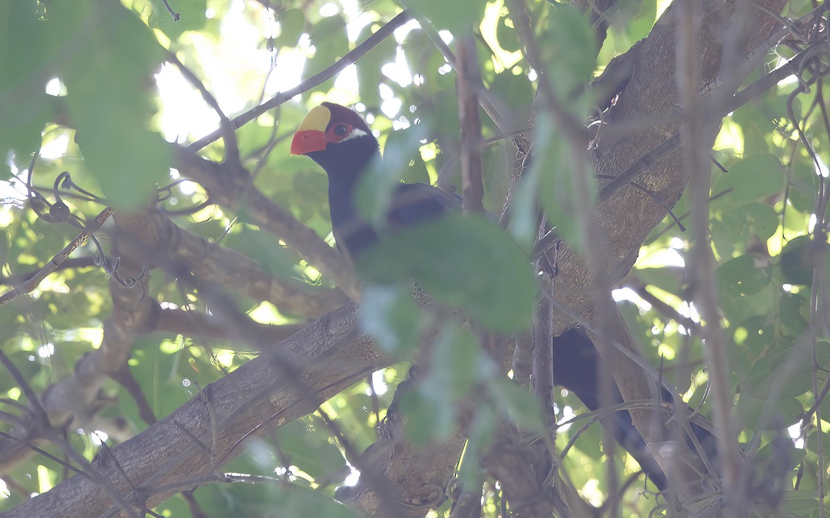 Turaco Violáceo - ML638402499