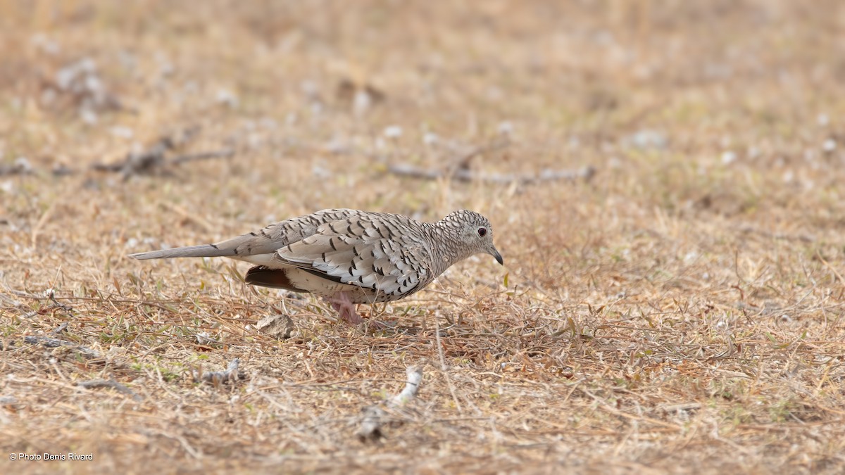 Scaled Dove - ML638402548