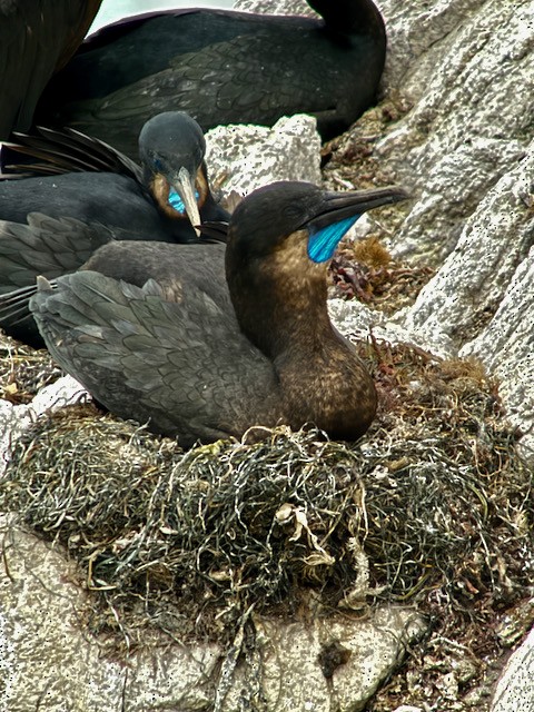 Brandt's Cormorant - ML638402578