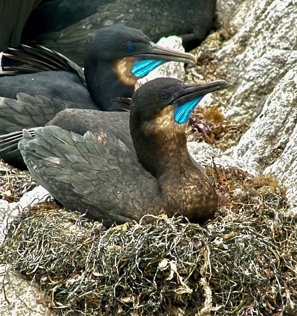 Brandt's Cormorant - ML638402579