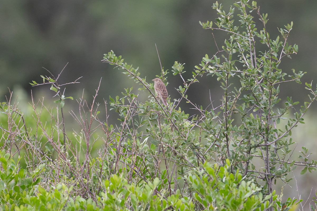 Cassin's Sparrow - ML638402585