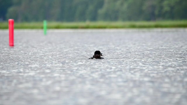 Common Loon - ML638402610