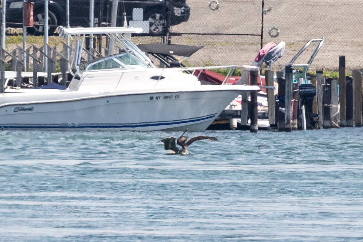 Brown Pelican - ML638402623